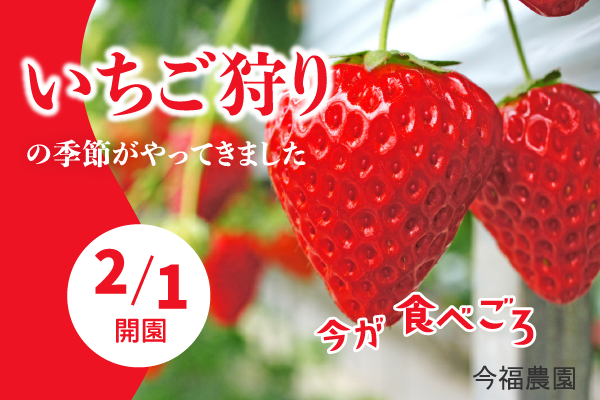 いちご狩りのバナー|ふくうめデザイン